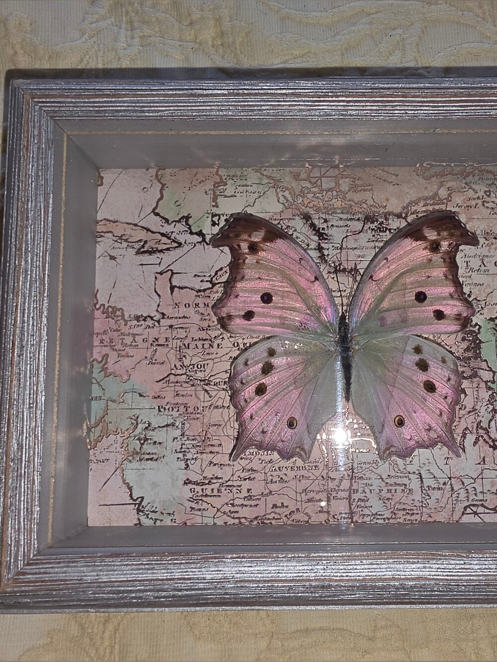 Framed Irredescent Butterfly